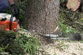 Reliable Bell Canyon, CA Tree Services Solutions