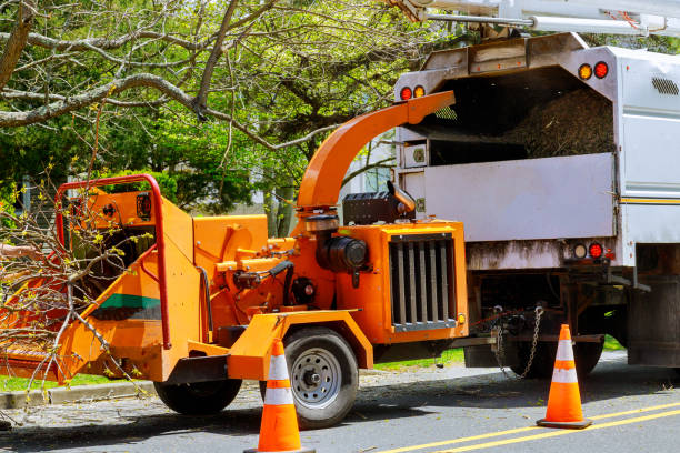 Best Arborist Consultation Services  in Bell Nyon, CA
