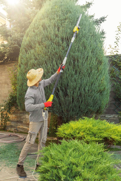 How Our Tree Care Process Works  in  Bell Canyon, CA